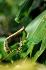 A close-up of a grasshopper perched on a green leaf in a lush garden. Captured in natural daylight with a shallow depth of field, this macro photo showcases the details and texture of the insect and s