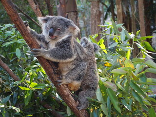 two koalas on a branch in Australia