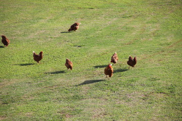 放し飼いの養鶏業