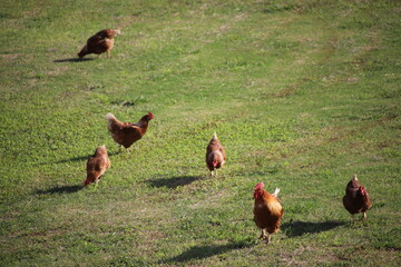 放し飼いの鶏たち