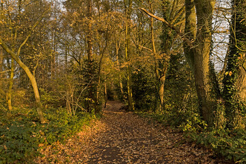 Fototapeta premium Hiking trail in the woods in warm evening light on a sunny autumn day in Latemse Meersen nature reserve, Flanders, Belgium 