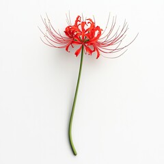 Obraz premium Red spider lily, vibrant and delicate. A single flower, with slender, radiating filaments, sits gracefully atop a long stem. A rich red hue, contrasted against a pristine white backdrop