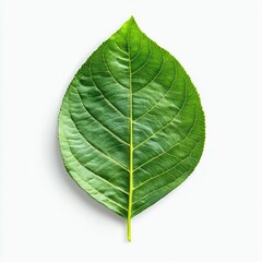 Obraz premium Close-up of a vibrant green leaf. A single, healthy leaf, perfectly centered against a white backdrop, displays intricate vein patterns