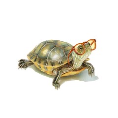 Fototapeta premium A Studious Turtle Wearing Glasses, Illustration.