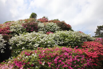 東村のつつじまつりのツツジの花