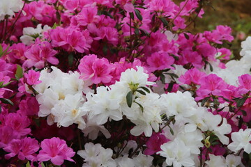 東村のつつじ祭りのツツジの花