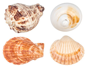 Obraz premium Four seashells showing different shapes and colors on transparent background