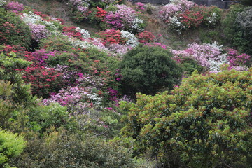東村つつじ祭り　ツツジの花