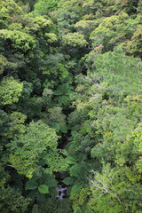 沖縄ヤンバルの森