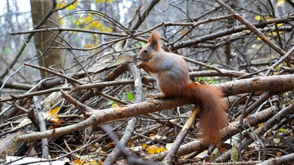 Wild fluffy squirrel sitting at wooden branch gnawing nuts at forest. Cute brown rodent eating found walnuts at autumn park. Pretty small sciurus chewing food outdoor. Concept of wildlife