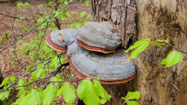 Zunderschwamm (Fomes fomentarius) an einem Baumstamm im Wald