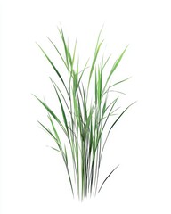 Lush green grass blades, vibrant and tall
