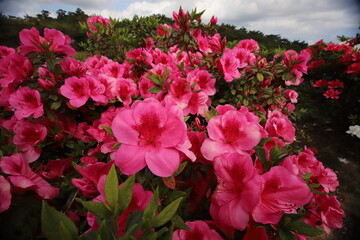 ツツジの花