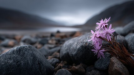 cluster of delicate flowers surrounded by tundra rock