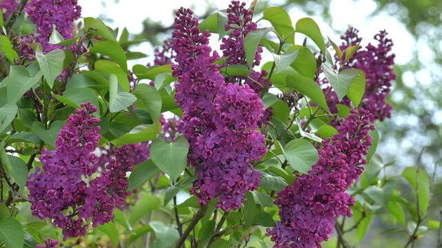 Bl&uuml;hender Flieder im Fr&uuml;hling (Syringa vulgaris), Fliederstrauch