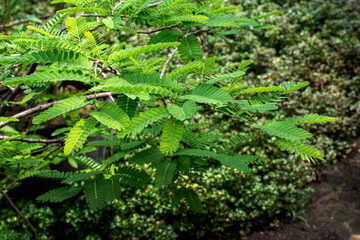 Tamarind (Tamarindus indica L) is a wild plant that is used as a traditional medicine.