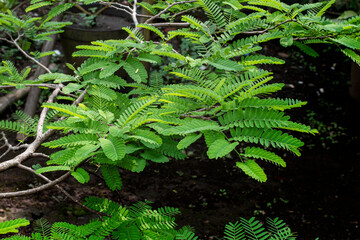 Tamarind (Tamarindus indica L) is a wild plant that is used as a traditional medicine.