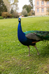 Paon bleu qui marche dans un parc sur de l'herbe