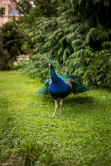 Paon bleu qui marche dans un parc sur de l'herbe