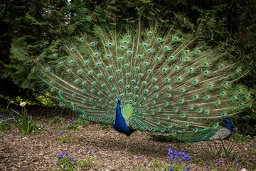 Paon bleu qui ouvre sa roue de plume dans un parc, il marche sur l'herbe