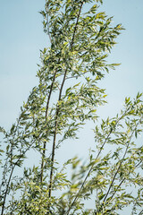 willow tree nature plant 
