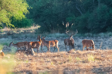 Red deer, Male roaring in La Pampa, Argentina, Parque Luro, Nature Reserve