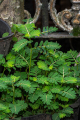 
Meniran (Phyllanthus niruri) is a wild plant that is used as a traditional medicine.