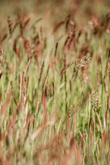 grass nature green plant horse food