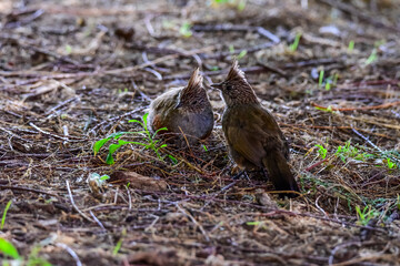 Crested Gallito , La Pampa Province, Patagonia, Argentina.