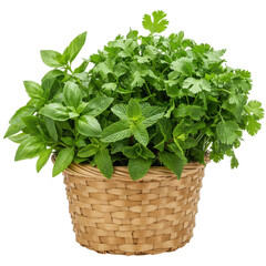 Naklejka premium Fresh herbs in a woven basket, showcasing vibrant green basil, cilantro, and mint