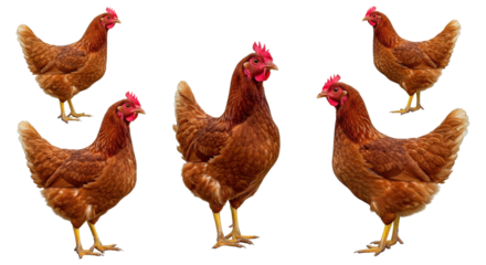 chicken, hen, bird, animal, farm, isolated, poultry, white, rooster, chick, brown, agriculture, beak, livestock, fowl, feather, farming, domestic, studio, nature, white background, standing, red, anim