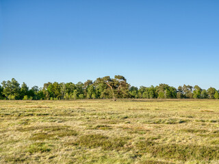 L&uuml;neburger Heide im Fr&uuml;hling
