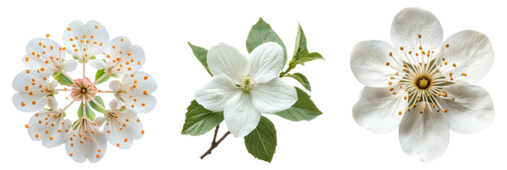 Beautiful White Flowers Isolated on Transparent Background Collection