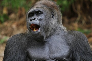 a silverback gorilla's happy expression