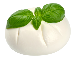 Fresh burrata cheese with basil leaves on transparent background