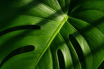 Close-up of Monstera Leaf Texture with Natural Sunlight and Shadows