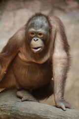 portrait of a young orangutan