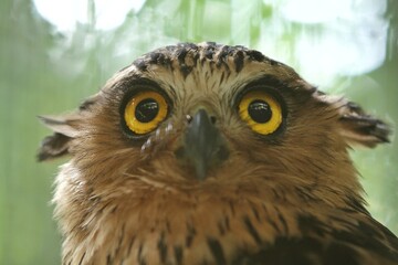 closeup of a ketupa owl