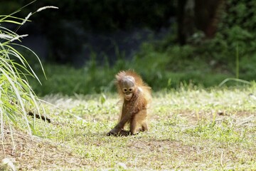 a tiny orangutan walking on the grass