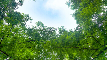 Looking up from under the sequoia tree under the blue sky and white clouds