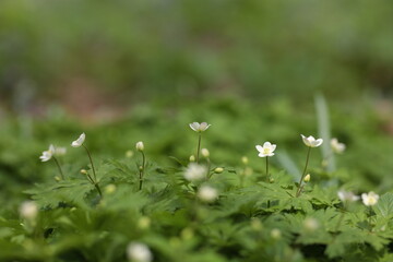 並んで花を咲かせるニリンソウ