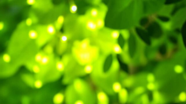 Rich green leaves of a tree waving in wind. Beautiful roundish bokeh. Sun shining through. Abstract slow motion shot