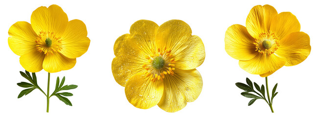 Isolated Yellow Flower Collection on Transparent Background for Design