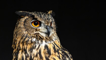Fototapeta premium A Eurasian eagle owl is shown in close up against a black background, highlighting its orange eyes, sharp beak, and detailed brown and cream feathers.
