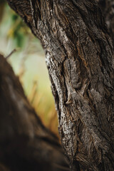 Obraz premium Close-Up Texture of Weathered Tree Bark in Nature