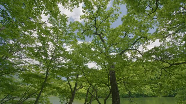 宮城県七ヶ宿町 長老湖の風景 Scenery of Lake Choro in Shichikashuku Town, Miyagi Prefecture