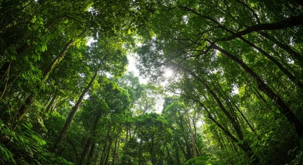 Lush Green Forest Canopy with Sunlight Streaming Through