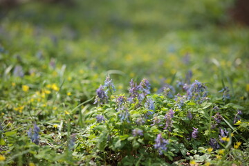 エゾエンゴサクとキバナノアマナ