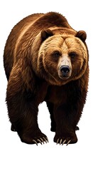 Fototapeta premium Grizzly Gaze