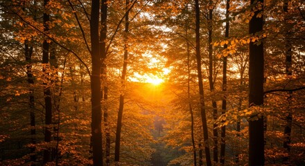 Autumn Sunset in Golden Forest